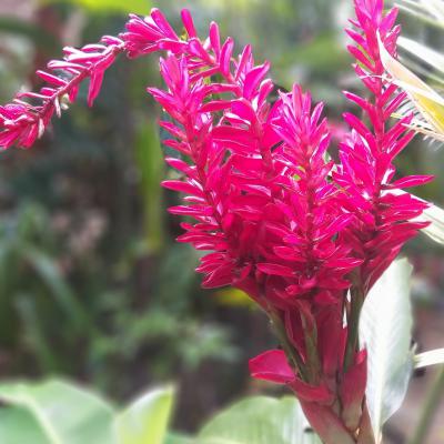 Alpinia Rouge