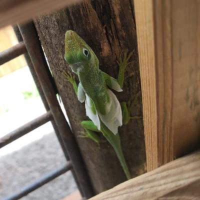 Anolis Carolinensis