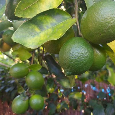 Citrons Verts