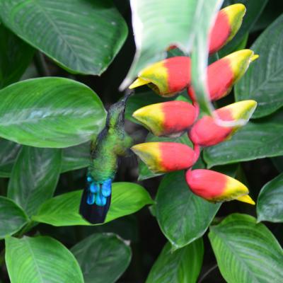 Colibri Et Balisier