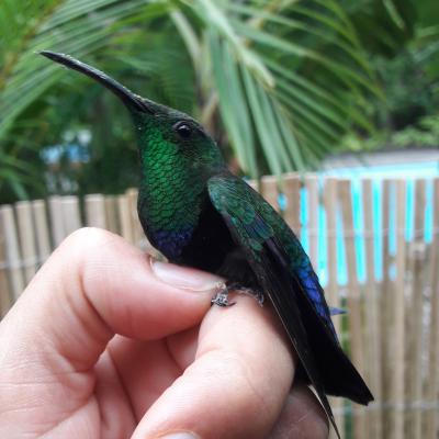 Colibri