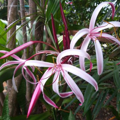 Crinium