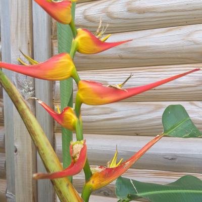 Heliconia Farinosa