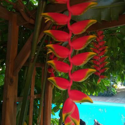 Heliconia Rostrata