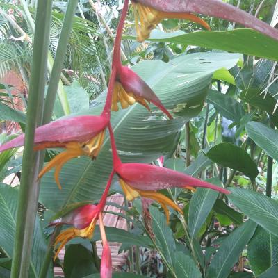 Heliconia Schiedeana
