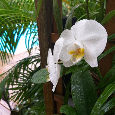 Orchide Phalaenopsis