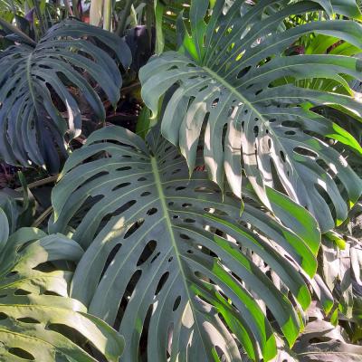 Philodendron Monstera