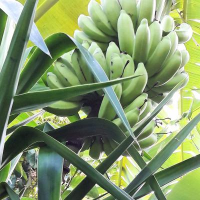 Régime de Banane