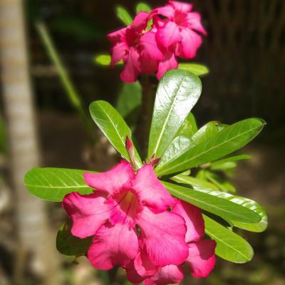 Roses Du Dsert