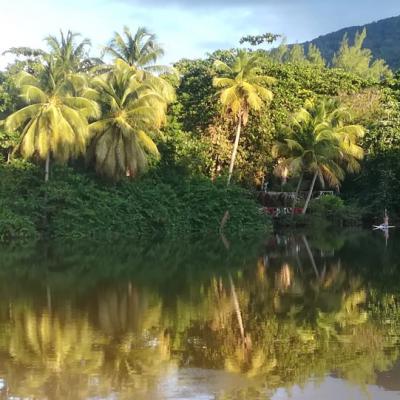 Mangrove Depuis Grande Anse