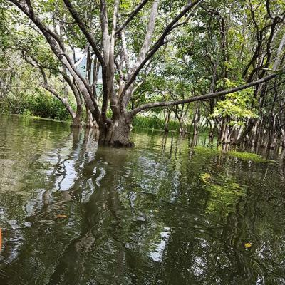 Mangrove